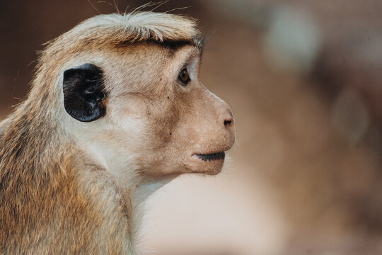 monkey portrait in sri lanka