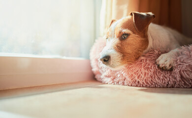 Cozy Jack Russell Terrier dog rests in his bed next to the sliding glass door where the sun's rays...