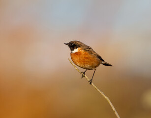 Closeup of a European Robin perched on a branch