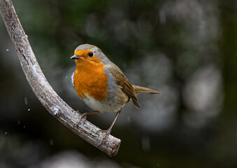 Fototapeta premium Closeup of a European Robin perched on a branch