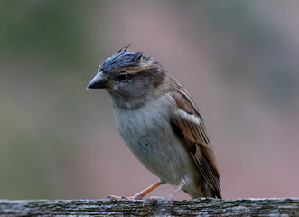 Closeup of a sparrow perched on a post