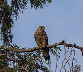 Closeup of a common kestrel (Falco tinnunculus) perched on a branch of a tree
