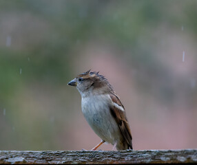 Closeup of a sparrow perched on a post