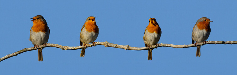 Closeup of four European Robins perched on a branch © Wirestock