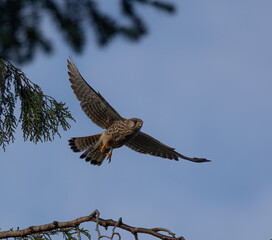 Closeup of a common kestrel (Falco tinnunculus) flying near a tree