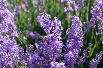 Fototapeta premium Closeup of a bee perched on a lavender flower in a field