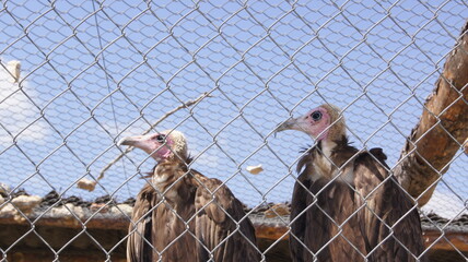 Two vultures perched together behind a wire fence