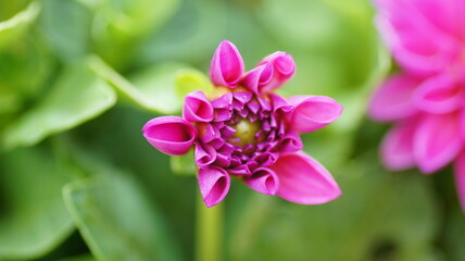 Fototapeta premium Close-up of a blooming pink Dahlia pinnata flower surrounded by lush green foliage