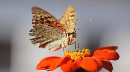 Close-up of a Mother of pearl pandora (Argynnis pandora) butterfly perched on a flower