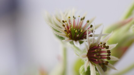 Close-up of white flowers against a white background