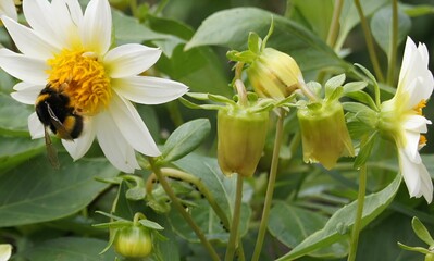 Bee collecting nectar from flowers in nature