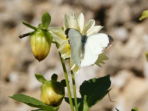 Florida white (Appias drusilla) butterfly sitting on white flower petals in the sunlight
