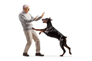 Full length shot of a scared mature man defending himself from a doberman dog