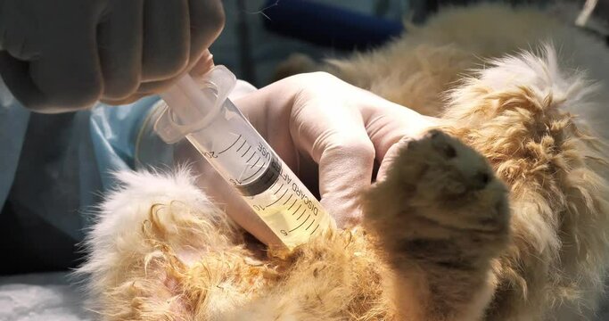 Before surgery on the rabbit's bladder, a urinary catheter is installed in the urethra. Through a urinary catheter, the veterinarian drains urine from the rabbit's bladder with a syringe.