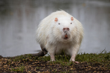 An adult white fur nutria stands on the green grass and looks toward the camera lens on a cloudy spring day with a water background. Close-up portrait of albino nutria with a grey background.