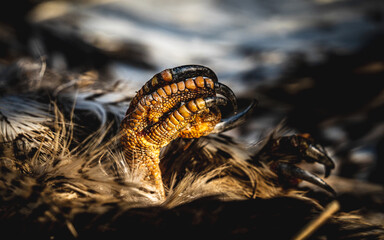 a cobra snake has its nose open and eyes closed in a desert scene