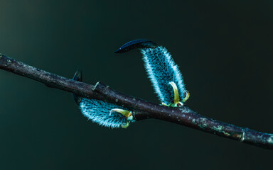 Butterfly perched on a tree branch