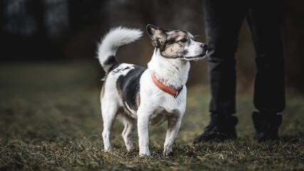 Person standing next to a black and white dog in a grassy field