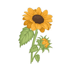 Illustration of sunflower 