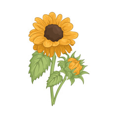 Illustration of sunflower 