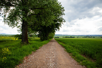 Row of trees by  country road between two green meadows