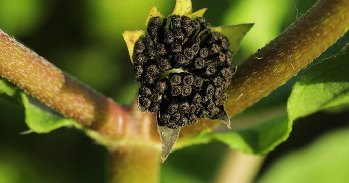 False daisy seeds captured by a closeup shot under blazing sunlight during the spring season.