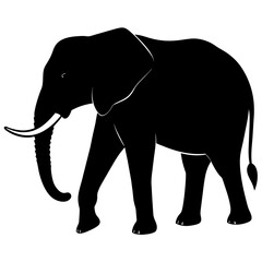 Fototapeta premium African elephant, walking vector silhouette, black color silhouette. white background