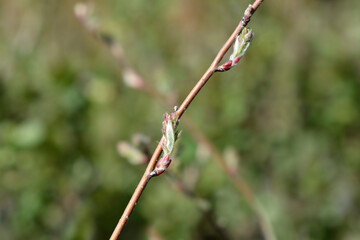 Alder-leaved serviceberry Sleyt branch with new leaves