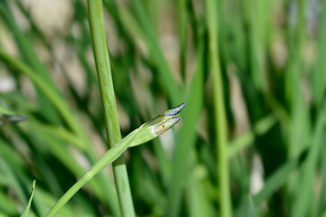 Siberian iris flower bud