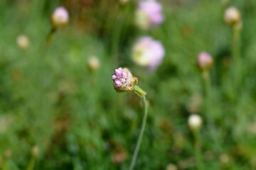 Sea Thrift Rosea Compacta flower bud