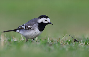 Portrait of an adult white wagtail (Motacilla alba) on a grass field. Beautiful and cute garden bird looking for insects in the wild. Background image of a tiny european black and white bird.