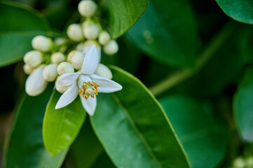 Lemon plant with white flower blossoms outdoor, close-up