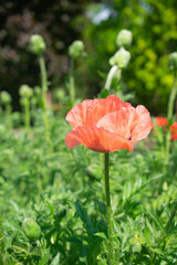 Blooming red poppy flower in the green meadow. Outdoor summer photography
