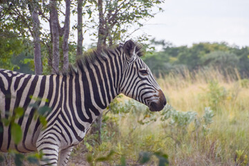 A zebra in a nature reserve in Zimbabwe. 