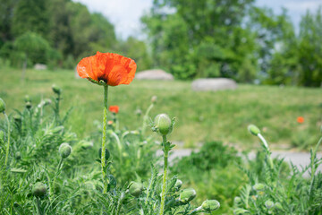 Blooming red poppy flower in the green meadow. Outdoor summer photography
