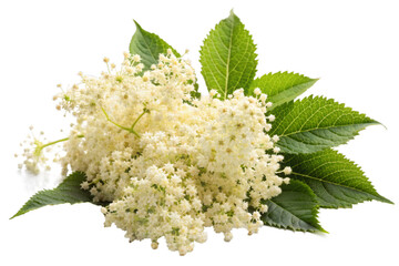 Elderberry with leaves and flowers