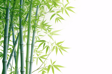 Fototapeta premium Elegant green bamboo stalks and leaves on a white background