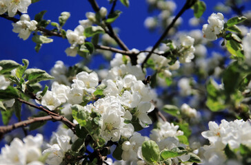 gardens bloom on a sunny day
