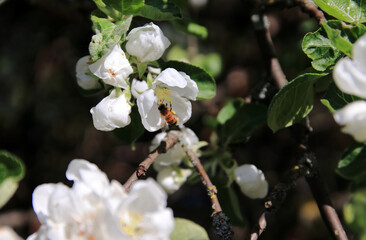 gardens bloom on a sunny day