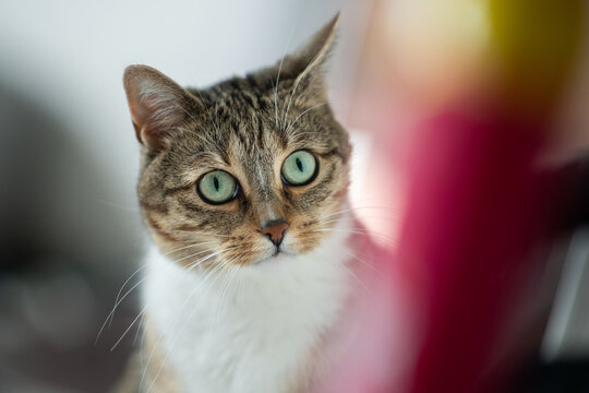 Cute Tabby cat looking at home cleaning products  