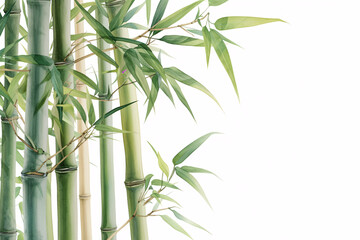 detailed bamboo stems with leaves on a white background