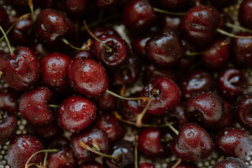 Freshly washed cherries glisten with the promise of summer's sweetness