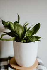 Serene beauty of a Sansevieria plant, enhances any space, bringing a touch of tranquility