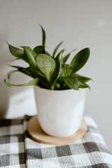 Serene beauty of a Sansevieria plant, enhances any space, bringing a touch of tranquility