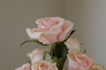 Subtle sophistication meets natural charm in the gentle hues of pink roses