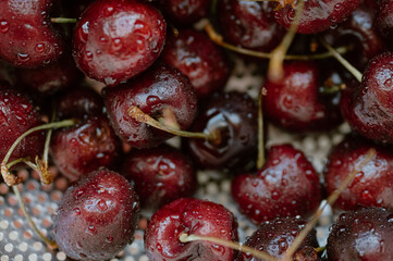 Freshly washed cherries glisten with the promise of summer's sweetness