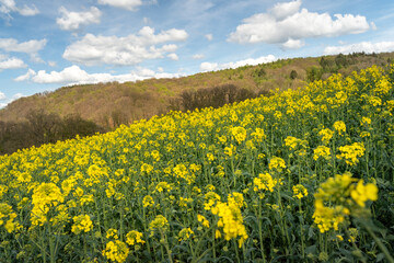 Vibrant yellow rapeseed field under a blue sky and fluffy white clouds in Runkel, Hessen Germany