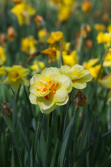 Obraz premium Daffodil flower close-up vertical background