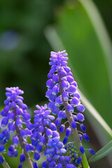 Lavender flower close-up