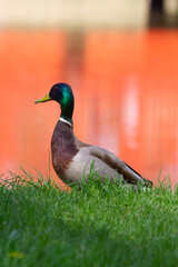 Duck walking in the park with orange buildings reflected in the water